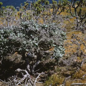 Eriogonum giganteum compactum, Landing Cove, Santa Barbara Island