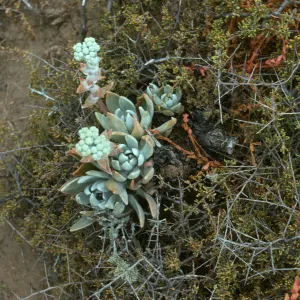 Santa Barbara Island
