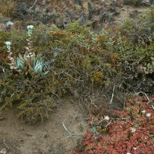 Santa Barbara Island