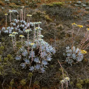 Santa Barbara Island (liveforevers)