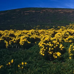 Santa Barbara Island