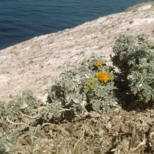 Santa Barbara Island, Sutil Island