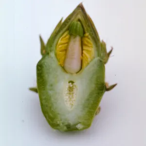 Flower bud of Opuntia littoralis x Opuntia oricola from Santa Barbara Island