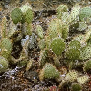 Santa Barbara Island