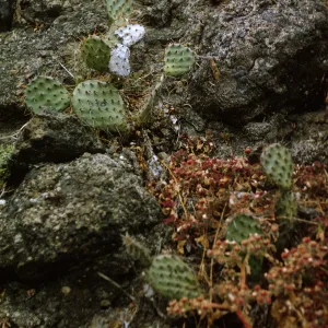 Santa Barbara Island (Prickly-pear)