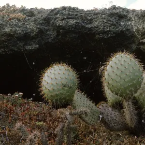 Opuntia oricola on Santa Barbara Island, May 1967