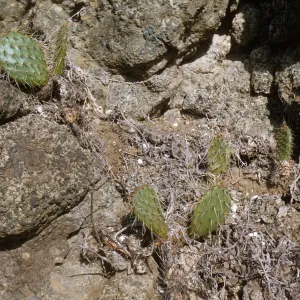 Opuntia (Prickly-pear) on Santa Barbara Island