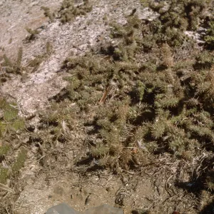 Santa Barbara Island, Opuntia 0703 and 0704 on Sutil Island