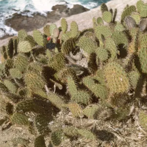 Santa Barbara Island, Opuntia 0703 on Sutil Island