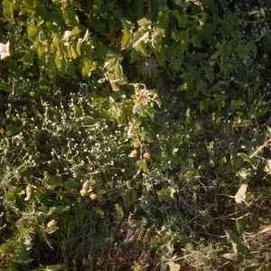 Calystegia and Cryptantha, Santa Barbara Island