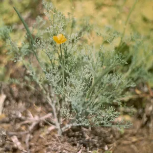 Eschscholzia ramosa, Santa Barbara Island