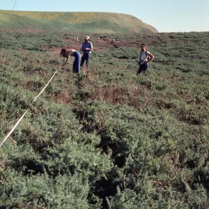Damage to Suaeda along transect near Webster Point, Santa Barbara Island