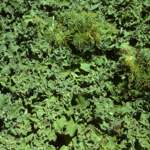 Coreopsis seedlings in iceplant, Santa Barbara Island