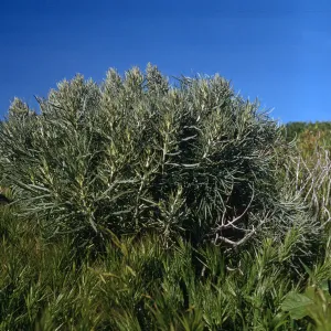 Artemisia nesiotica, Santa Barbara Island