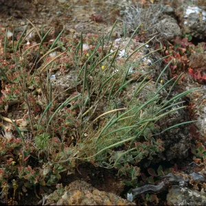 Eschscholzia ramosa, Santa Barbara Island