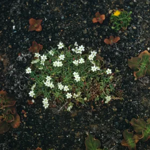 Platystemon, Santa Barbara Island