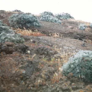 Eriophyllum nevinii, Santa Barbara Island