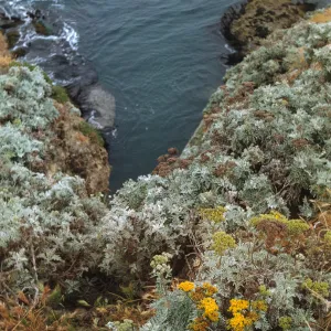 Eriophyllum nevinii, Santa Barbara Island