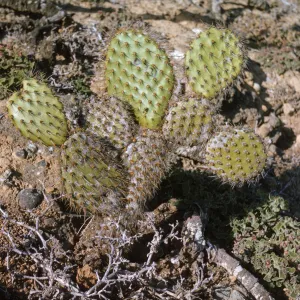 Opuntia oricola (Prickly-pear) 0321, Santa Barbara Island