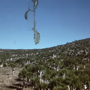 Coreopis gigantea on Santa Barbara Island