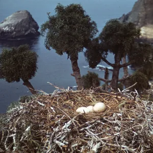 eggs in pelican nest, Santa Barbara Island