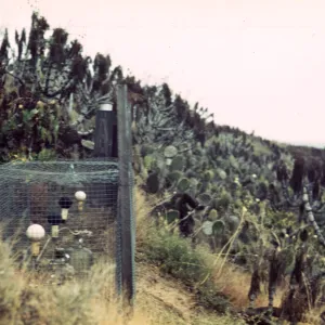 Santa Barbara Island, Station B1