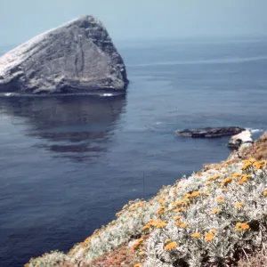 Santa Barbara Island, Sutil Island