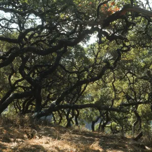 Santa Catalina Island, Catalina woodland