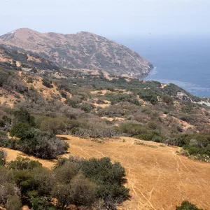 Santa Catalina Island, North side woodland