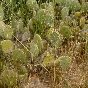 Opuntia (Prickly-pear), Santa Catalina Island