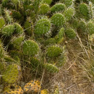 Opuntia (Prickly-pear), Santa Catalina Island