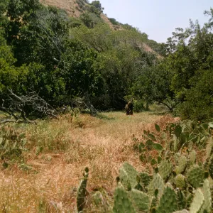 Santa Catalina Island, buffalo