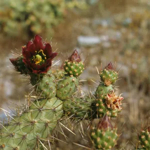 Opuntia (Prickly-pear) in flower on Santa Catalina Island