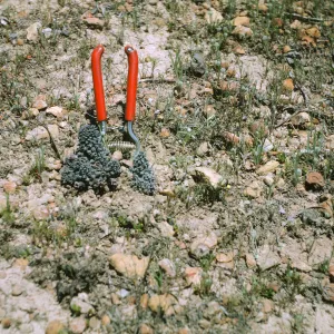 Orobanche bulbosa, Santa Catalina Island