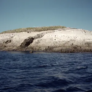 Santa Catalina Island, Bird Rock