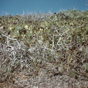 Lavatera assurgentiflora and Opuntia (Prickly-pear) on Santa Catalina Island