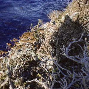 Eriophyllum nevinii, Santa Catalina Island