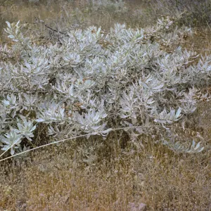 Eriodictyon traskiae, Santa Catalina Island