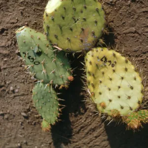 Santa Catalina Island Lavatera (Prickly-pear)