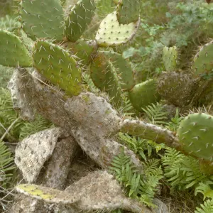 Opuntia with ferns, Santa Catalina Island
