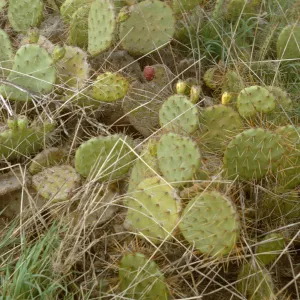 Opuntia (Prickly-pear), Santa Catalina Island
