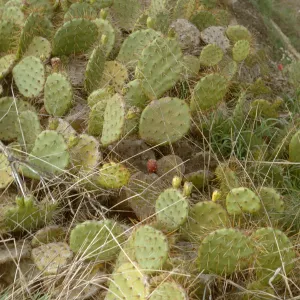 Opuntia (Prickly-pear), Santa Catalina Island