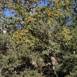 Heteromeles arbutifolia, Santa Catalina Island