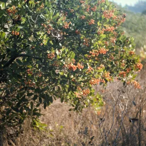 Santa Catalina Island, Heteromeles arbutifolia