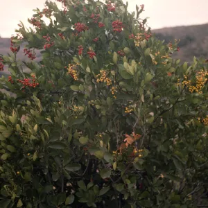 Heteromeles arbutifolia in fruit, Santa Catalina Island