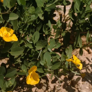 Dendromecon rigida ssp. harfordii, Santa Catalina Island