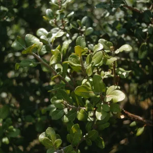 Santa Catalina Island, Rhus integrifolia trilobata