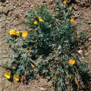 Dendromecon rigida ssp. harfordii 