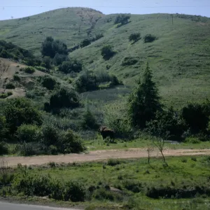 Buffalo on North Slope of Santa Catalina Island