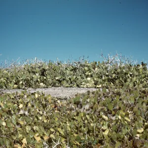 Opuntia (Prickly-pear), Lavatera and Coreopsis on Santa Catalina Island